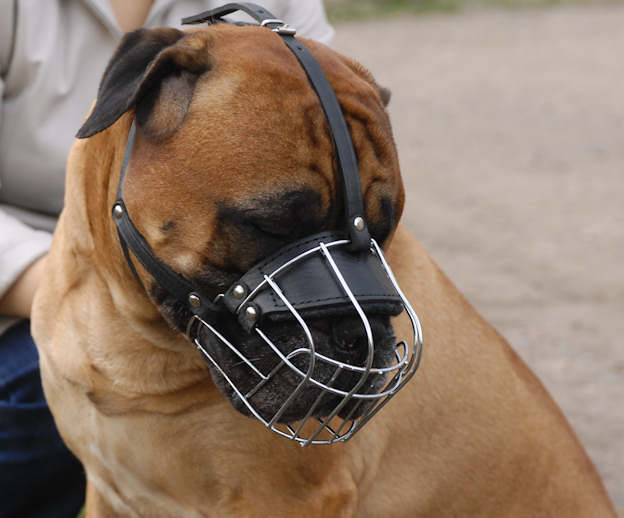 Dog muzzle to stop a DOG from chewing things up