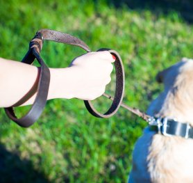 Designer dog leash